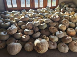 Se venden calabazas blancas. El precio es de 60