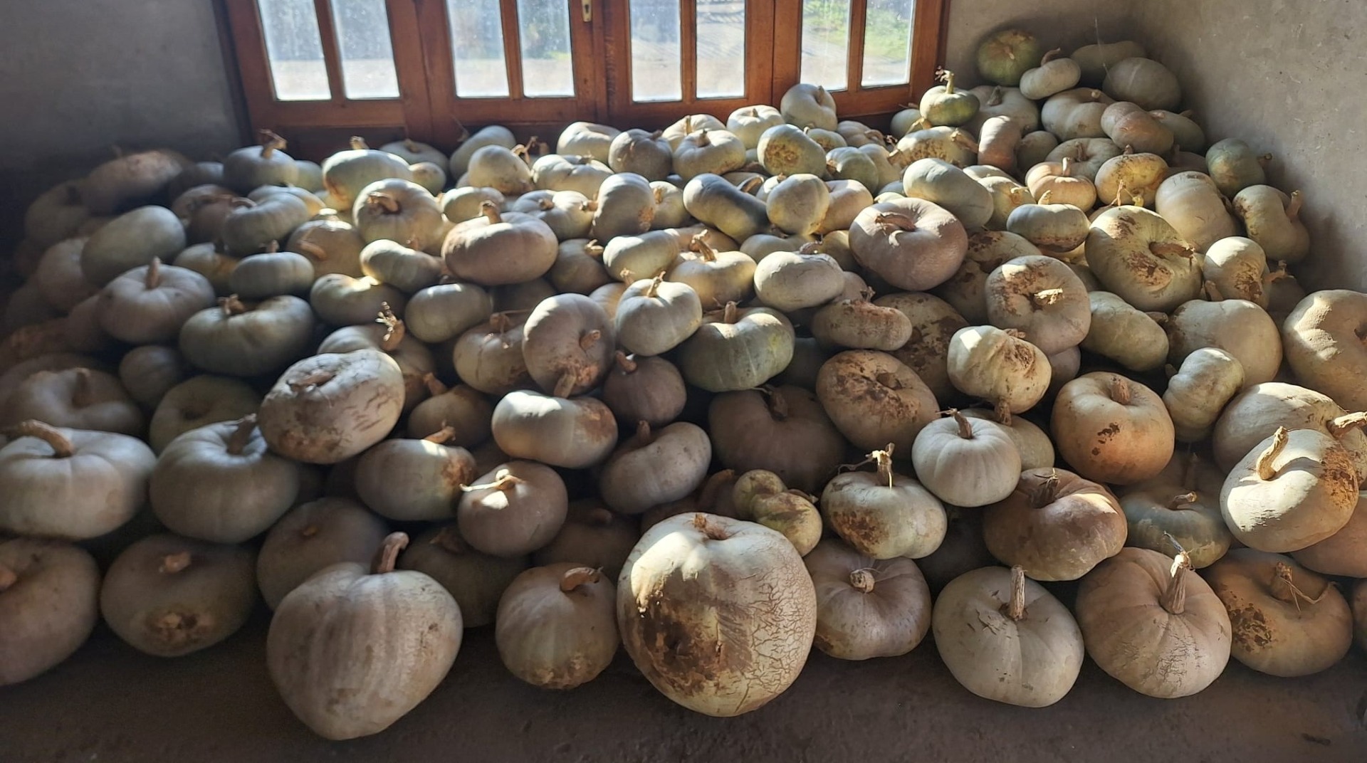 Se venden calabazas blancas