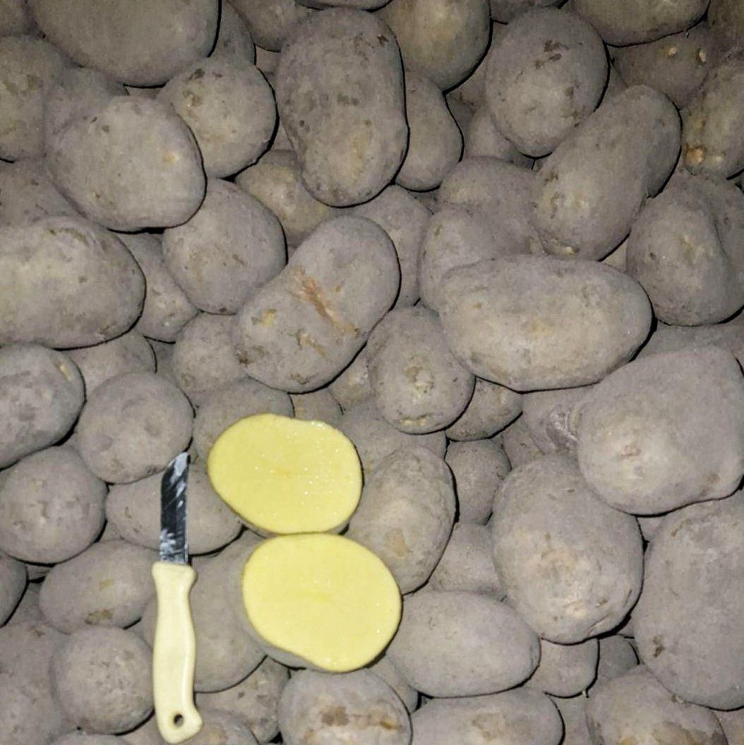 Patatas SORAYA Ofrecemos patatas SORAYA de alta calidad, directamente desde Polonia