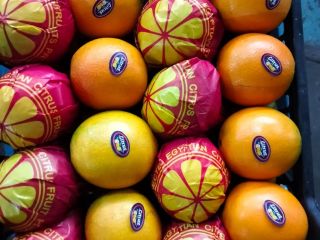 Naranjas Navel y Valencia Telescópicas y de tapa abierta,