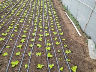 Próximamente llegará la ensalada verde de la variedad génesis.
