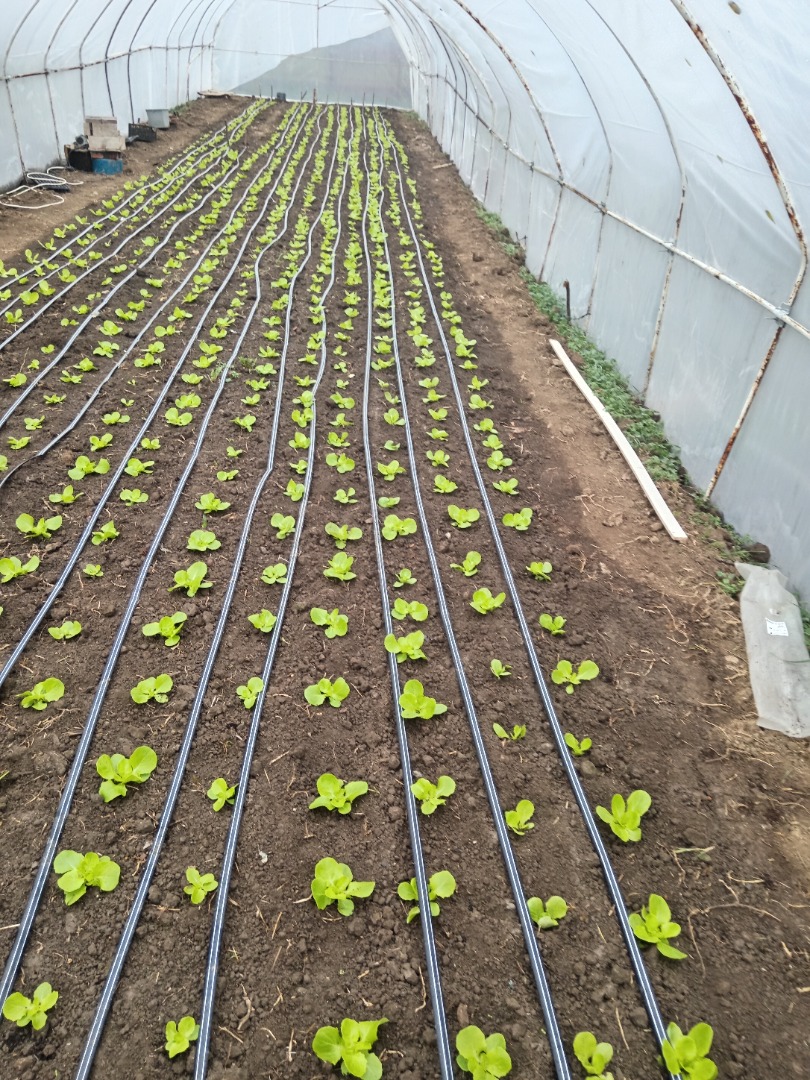 Próximamente llegará la ensalada verde de la variedad génesis