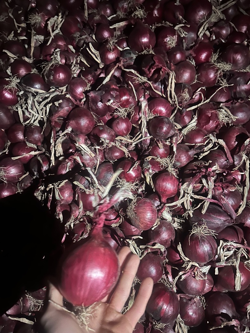 Tengo a la venta cebollas moradas, aptas para envasar y pelar