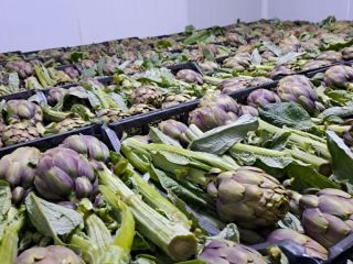 Alcachofas tunecinas frescas – calidad premium Estas alcachofas, cultivadas