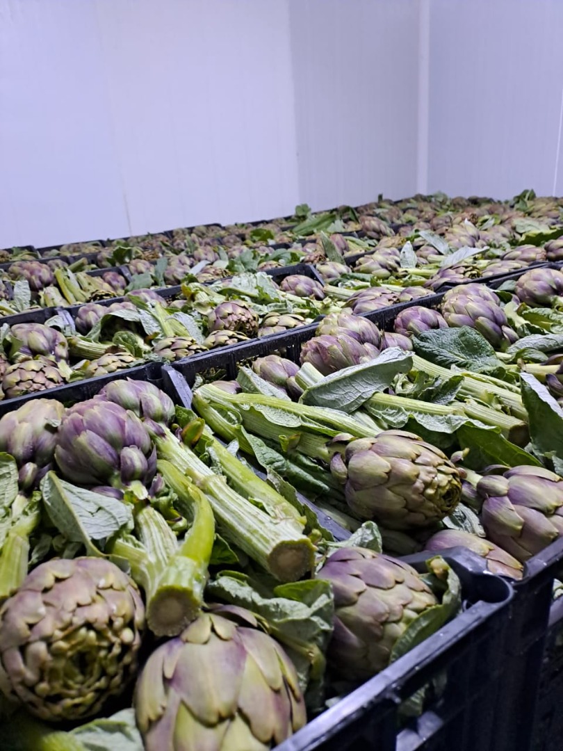 Alcachofas tunecinas frescas – calidad premium Estas alcachofas, cultivadas en Túnez, pertenecen a la variedad Violetto (o similar, si tienes una variedad
