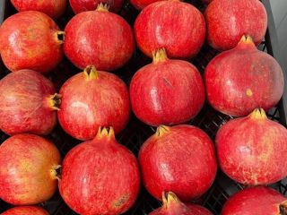 Variedad: bala-myursal Optar desde 100kg
