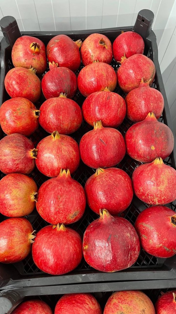 Variedad: bala-myursal Optar desde 100kg