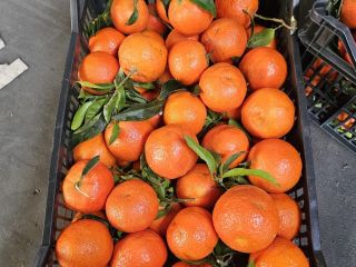 Mandarina España entrada fresca!! Precio atractivo, productos hermosos Colección