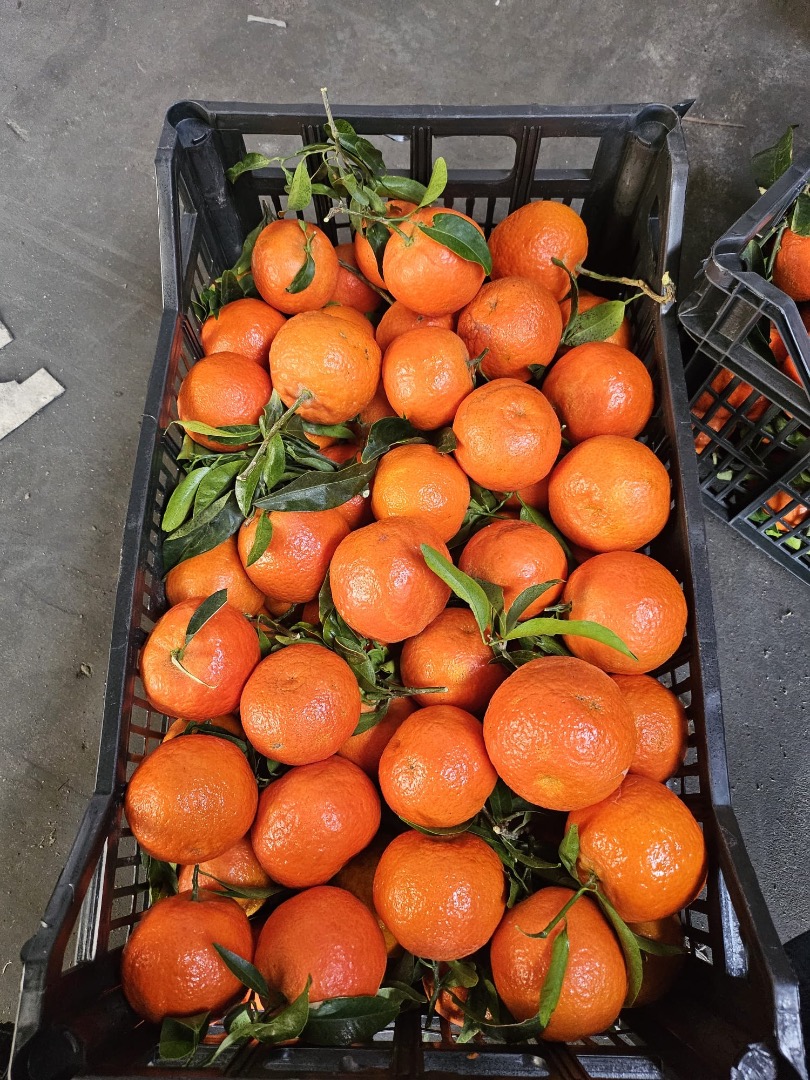 Mandarina España entrada fresca!! Precio atractivo, productos hermosos Colección Cracovia Transporte posible previo acuerdo Factura con IVA Si está interesado