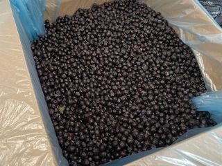 Ofrecemos frambuesas congeladas de alta calidad, recolectadas en regiones