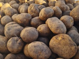 Ofrecemos patatas amarillas y rojas. Podemos analizar las opciones