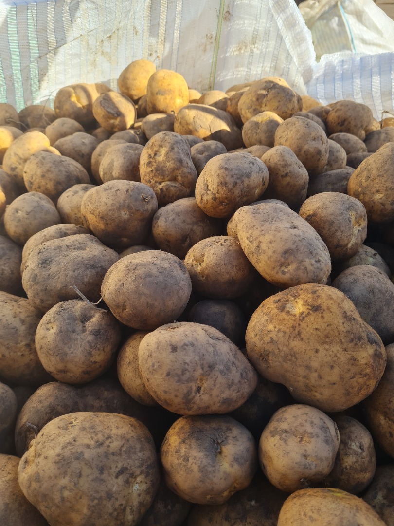 Ofrecemos patatas amarillas y rojas