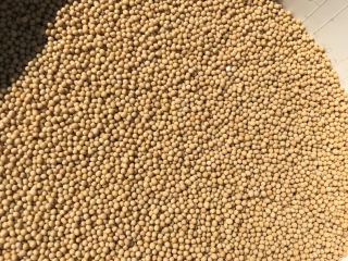 Ofrecemos a la venta semillas de mostaza amarilla purificadas