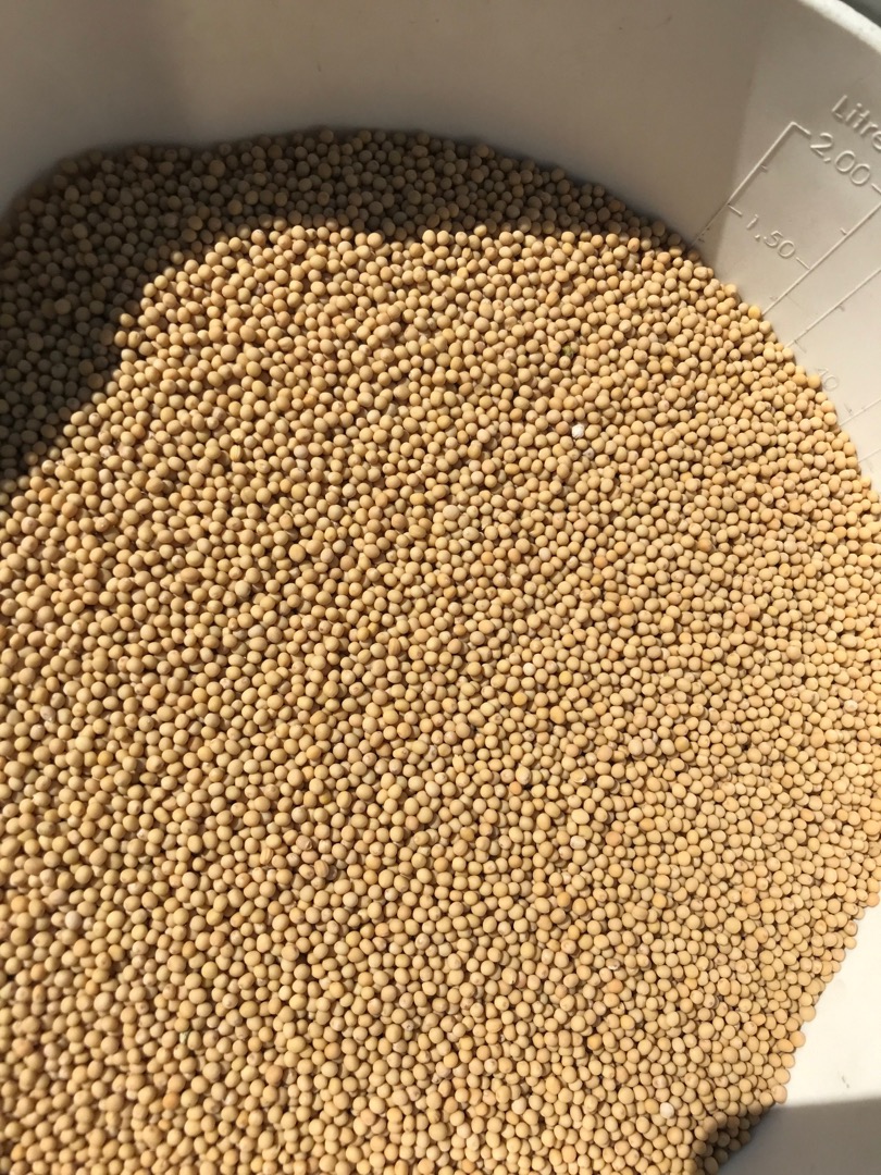 Ofrecemos a la venta semillas de mostaza amarilla purificadas de origen ucraniano