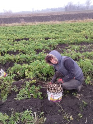 El perejil de la variedad Arat es sabroso, se conserva bien, el tamaño oscila entre 2,5 y 5,5