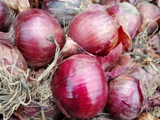 Se vende cebolla morada