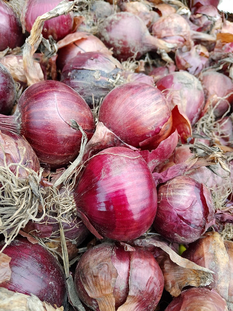 Se vende cebolla morada