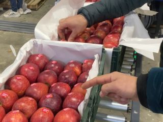 Hola, soy Daniel, tengo Apple de alta calidad hasta