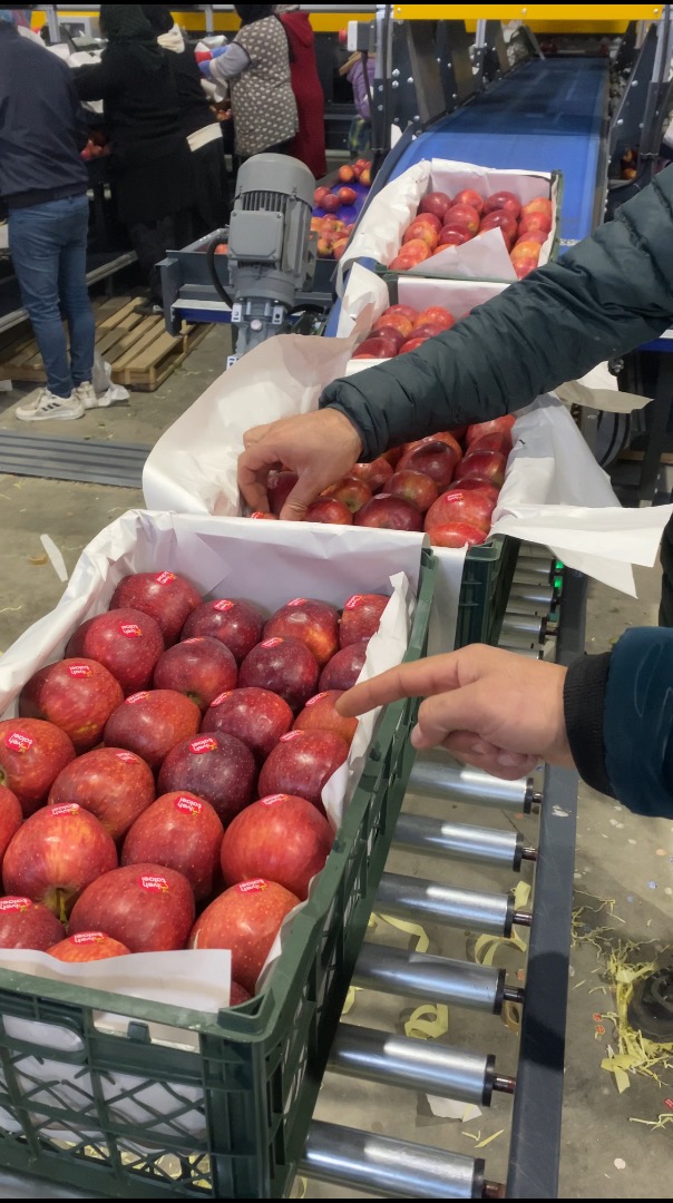 Hola, soy Daniel, tengo Apple de alta calidad hasta 1000 toneladas y tengo un almacén frigorífico