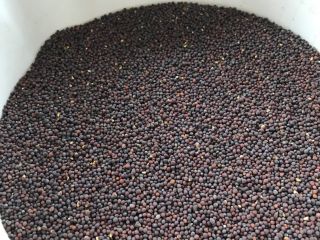 Ofrecemos a la venta semillas de mostaza negra purificadas