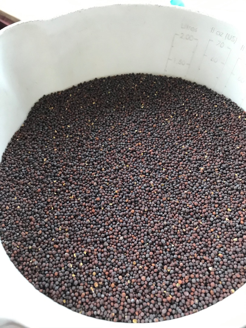 Ofrecemos a la venta semillas de mostaza negra purificadas de origen ucraniano