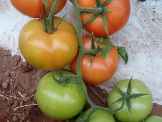Tomates de alta calidad de Marruecos. Conocidos por su