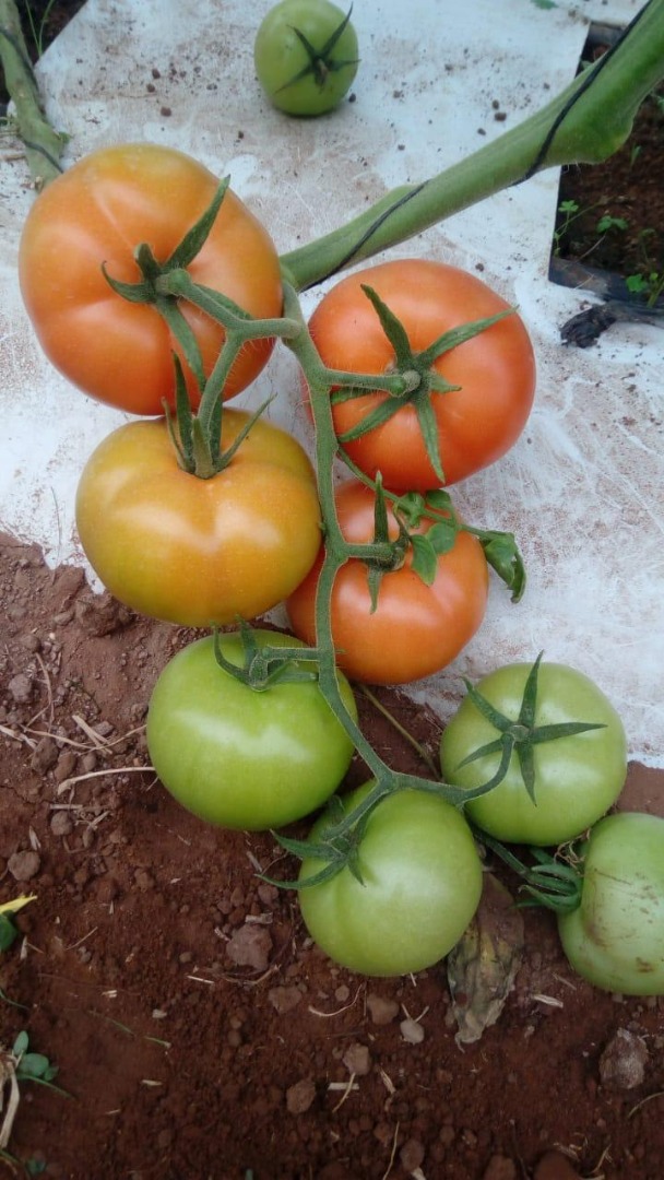 Tomates de alta calidad de Marruecos