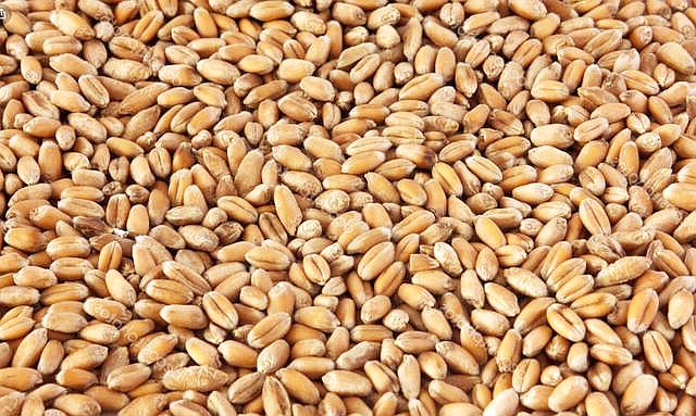 Venta al por mayor directamente del fabricante en Kazajstán: trigo (150.000 t), lino (20.000 t), lentejas rojas (20.000 t), cebada (100.000 t), alfalfa