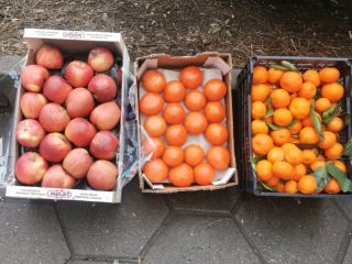 Mandarinas al por mayor de Grecia, dos palés, casetes