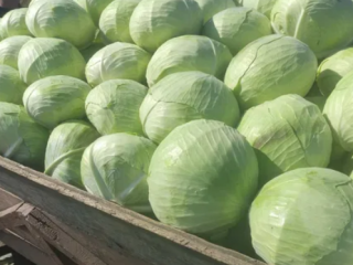 Compraremos repollo blanco en Psemusl.