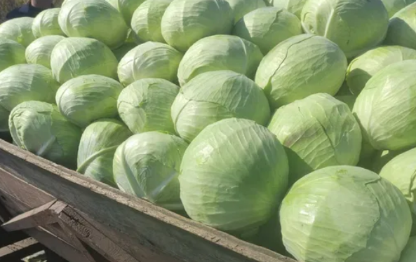 Compraremos repollo blanco en Psemusl