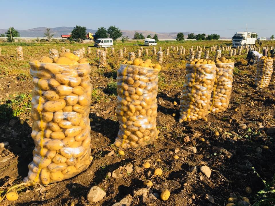 Patata para cocinar Precio (TON): 365 € Las patatas serán de tamaño mediano y estarán envasadas en sacos de 25 kg