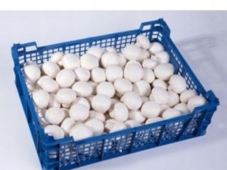 Venta de champiñones blancos [número de teléfono]