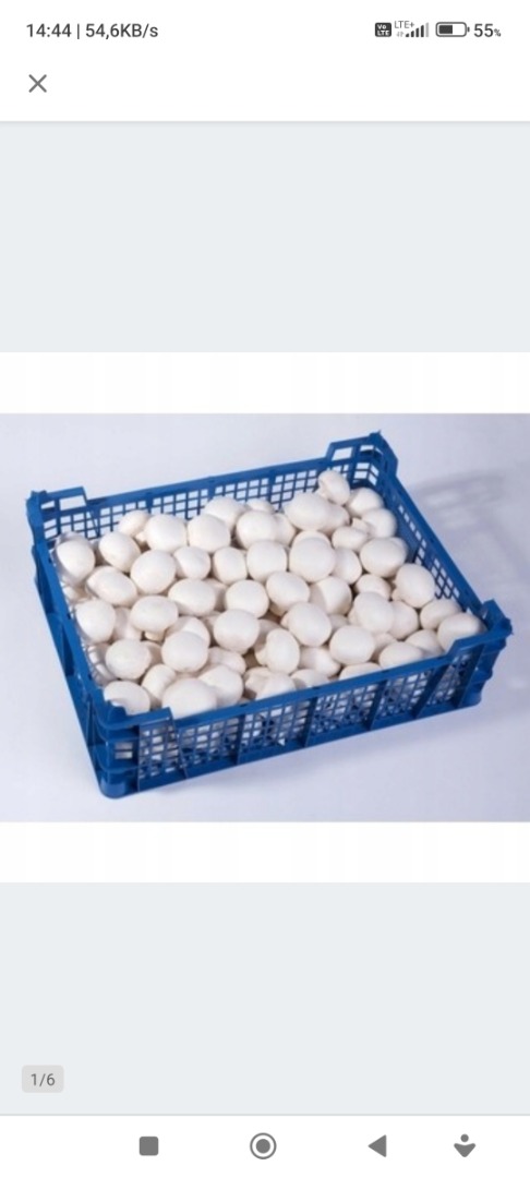 Venta de champiñones blancos [número de teléfono]