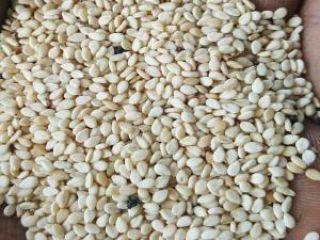 Venta de sésamo en grandes cantidades Productor experimentado, ofrezco