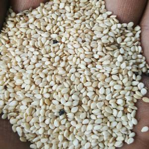 Venta de sésamo en grandes cantidades Productor experimentado, ofrezco a la venta un stock de más de 4000 toneladas de sésamo de alta calidad, listo para