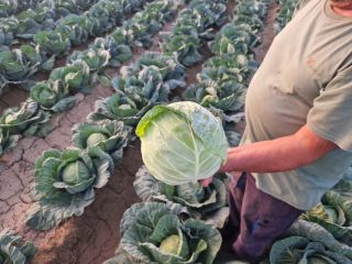 FIA GOGOT FRUIT OFRECE CALIDAD SUPERIOR EN LA PRODUCCIÓN
