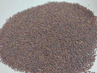 Vendemos mostaza marrón de 99,98% de pureza, limpiada por