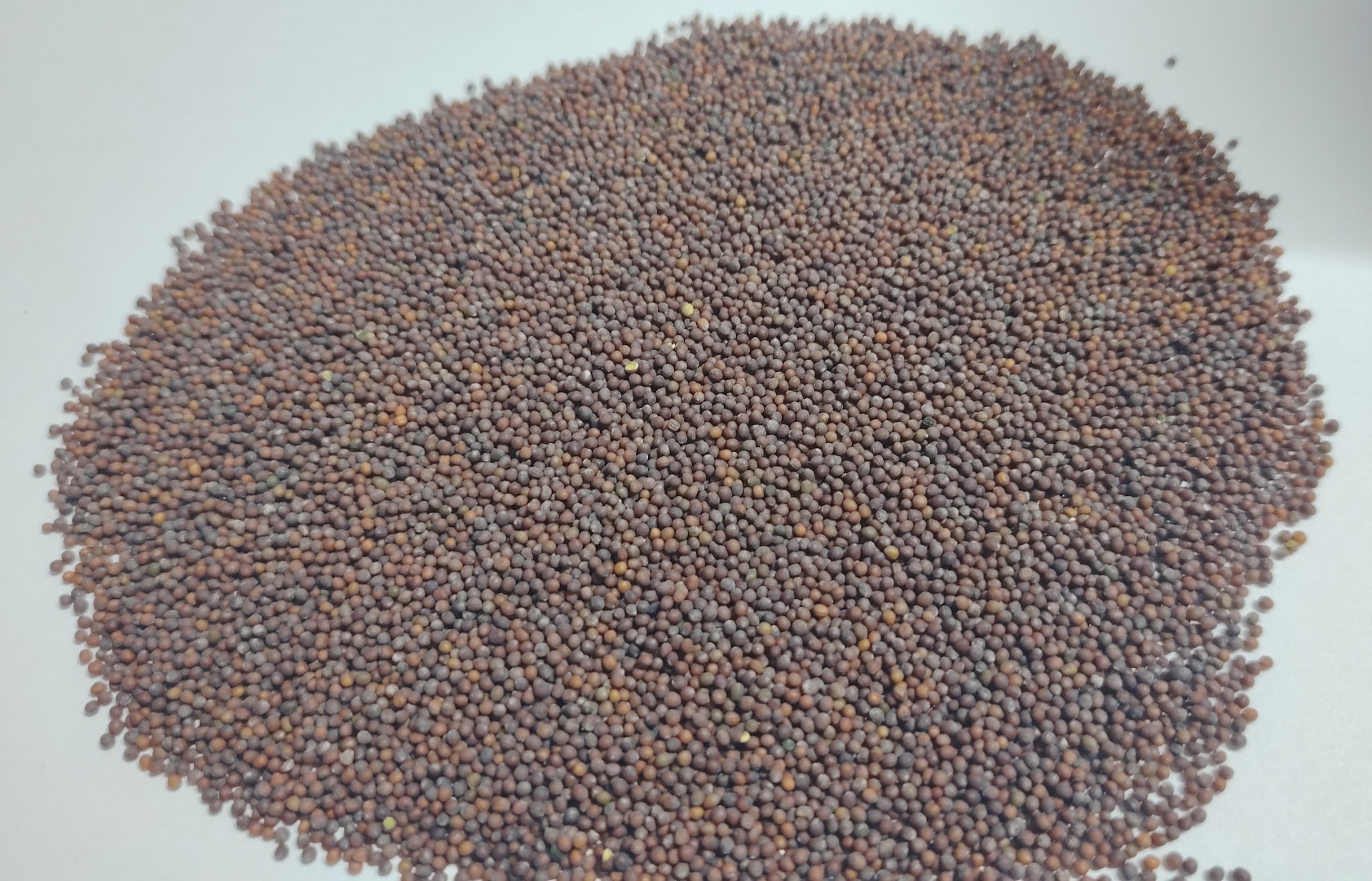 Vendemos mostaza marrón de 99,98% de pureza, limpiada por sortex, libre de residuos de pesticidas