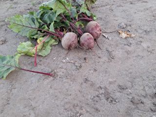Se vende remolacha variedad Wodan, precio negociable, lista para