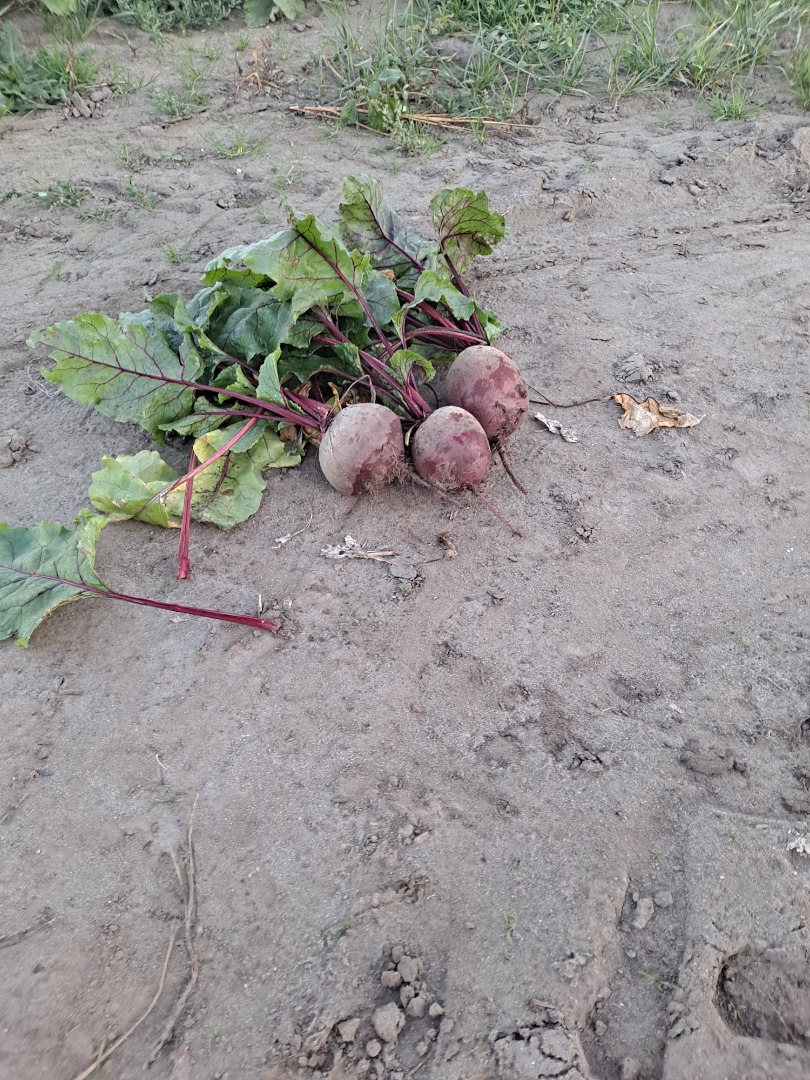 Se vende remolacha variedad Wodan, precio negociable, lista para ordenar