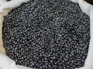 Frijoles negros para platos de frijoles Año de cosecha: