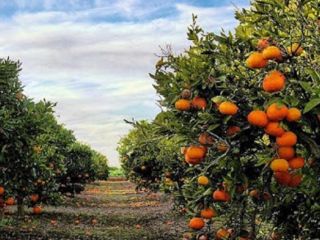 Naranjas frescas y deliciosas directamente desde Tortosa ¿Buscas las