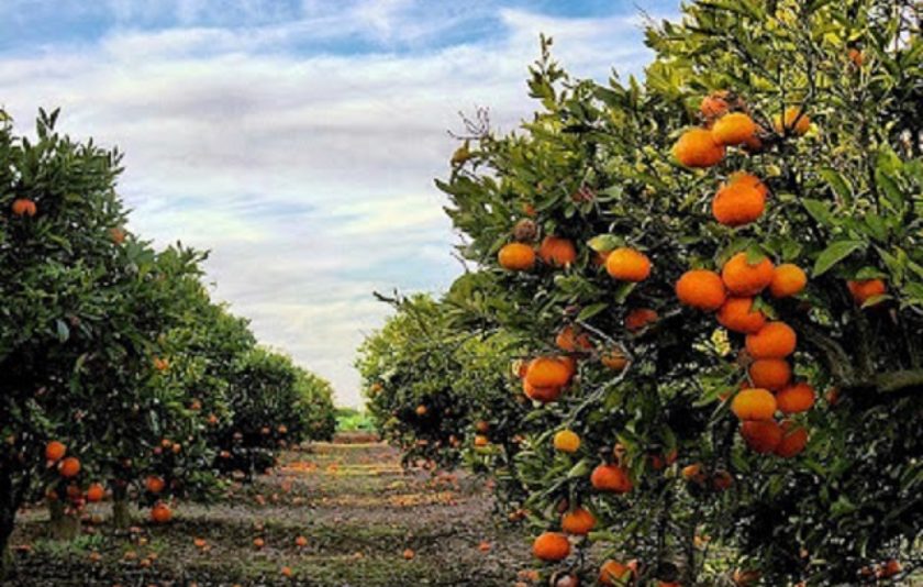Naranjas frescas y deliciosas directamente desde Tortosa ¿Buscas las mejores naranjas para tu mesa o negocio? Cultivadas en el soleado corazón de Tortosa