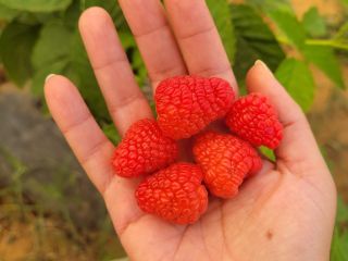 Variedades excepcionales: Ofrecemos la variedad Adelita y otra variedad