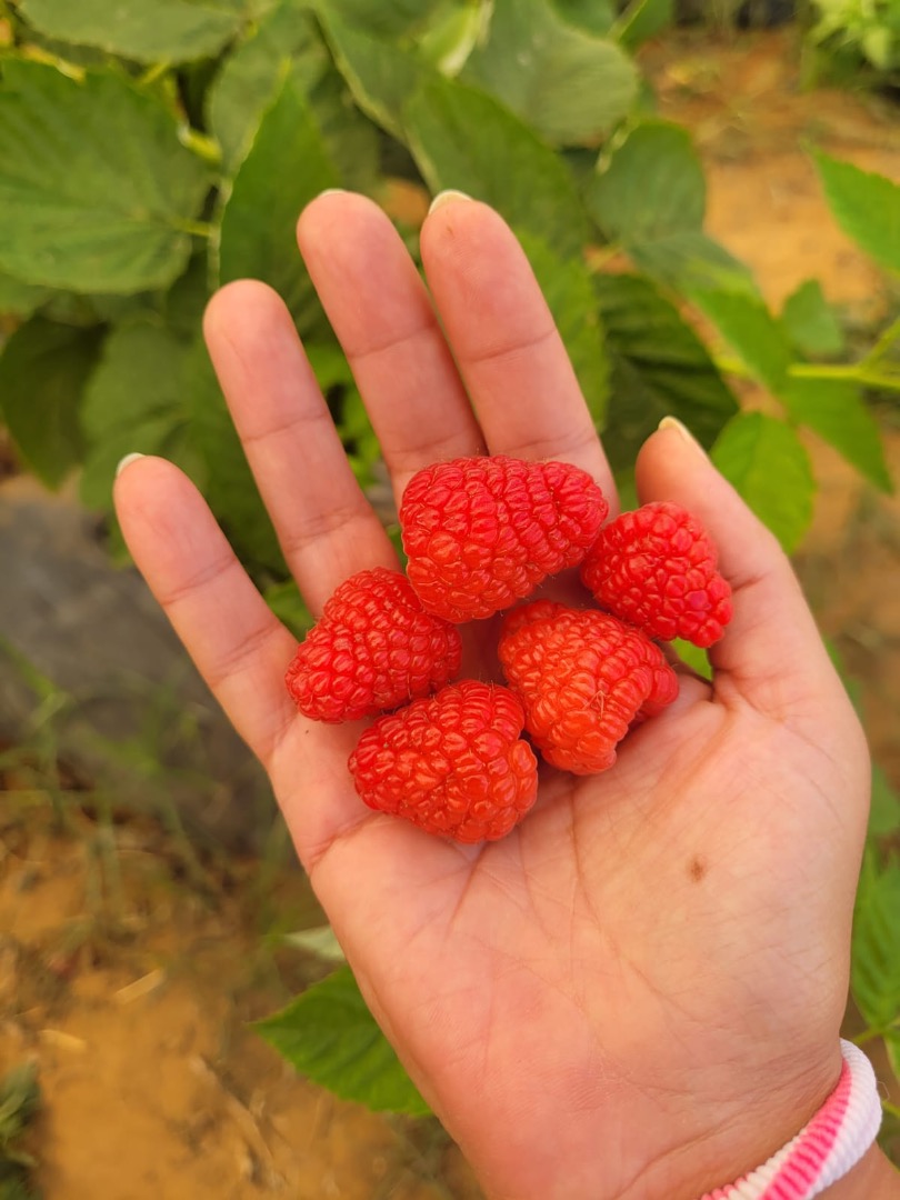 Disponible fresco en tarrinas de 125g y congelado