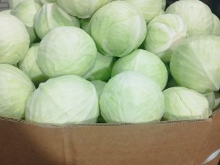 Venderé col blanca de mercado, tamaño 1-4 kg, envasada