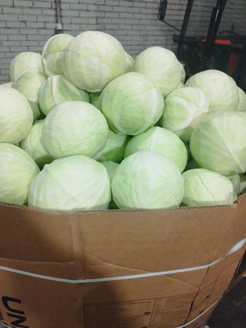 Venderé col blanca de mercado, tamaño 1-4 kg, envasada en cajas de cartón, en palé de 1000 kg