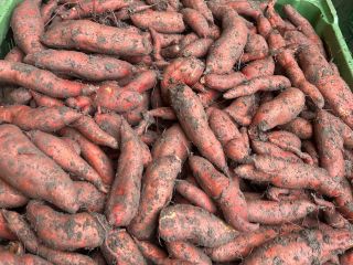 Producimos batatas austriacas y todavía estamos buscando distribuidores u