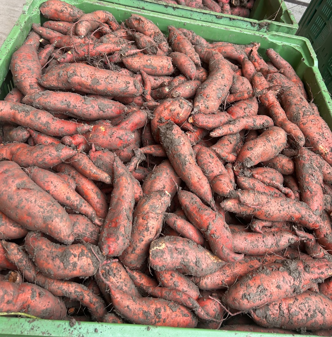 Producimos batatas austriacas y todavía estamos buscando distribuidores u otros clientes